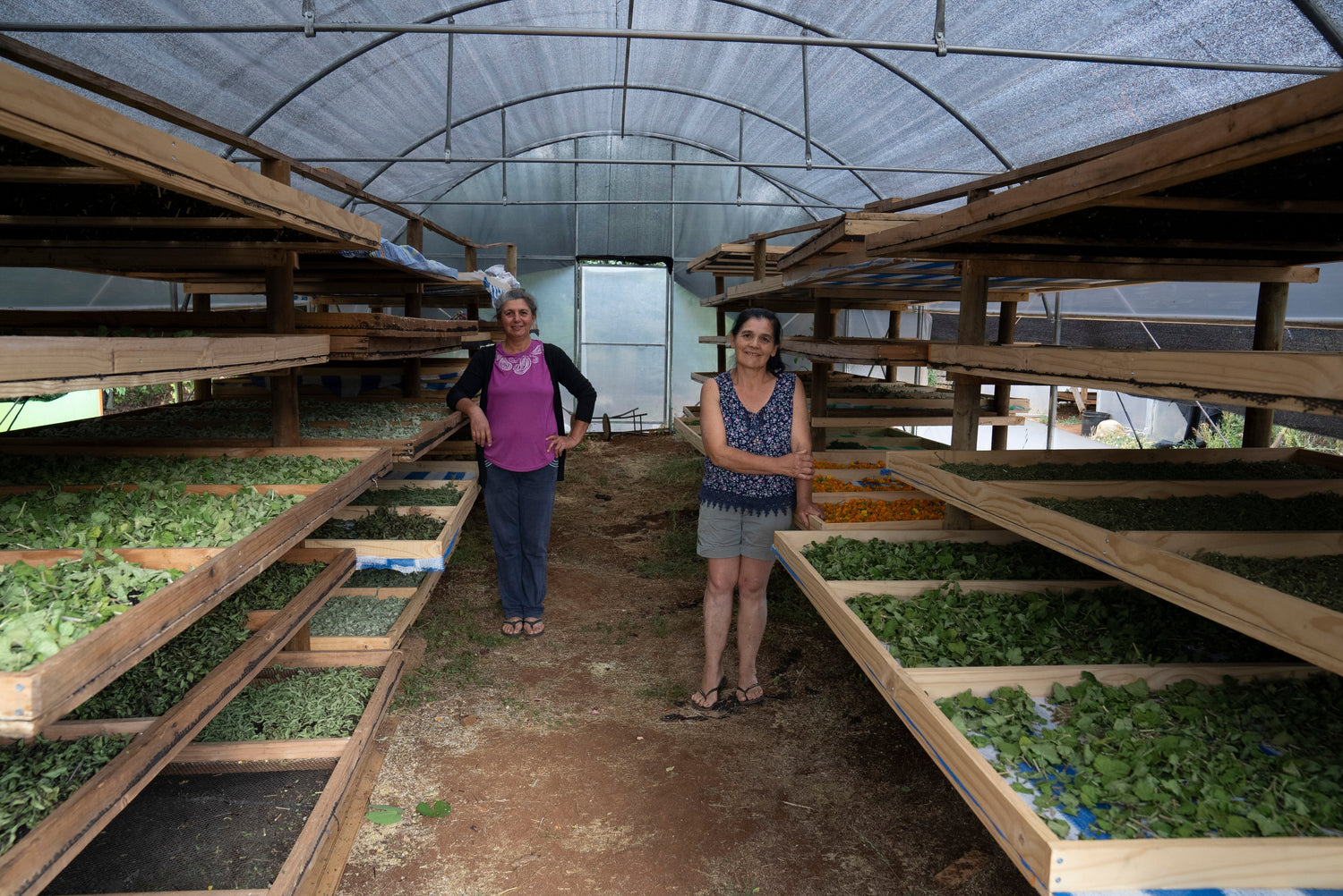 Hierbas e infusiones de Herbifrut